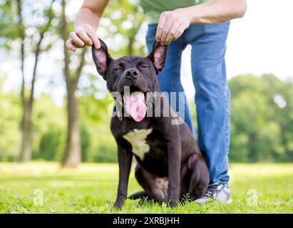 Una persona che tiene in piedi le orecchie su un cane nero di razza mista Pit Bull Terrier per un'espressione stupida Foto Stock