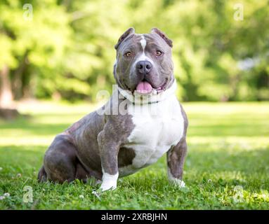 Un cane bullo americano muscoloso e corto con orecchie corte seduto all'aperto Foto Stock