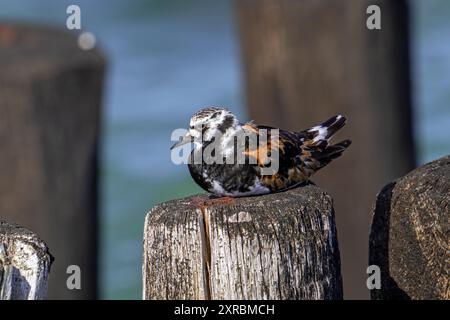 Ruddy Turnstone (Arenaria interpres), adulto nell'allevamento di piumaggi che riposa su frangiflutti in legno utilizzati come rifugio per l'alta marea in estate Foto Stock