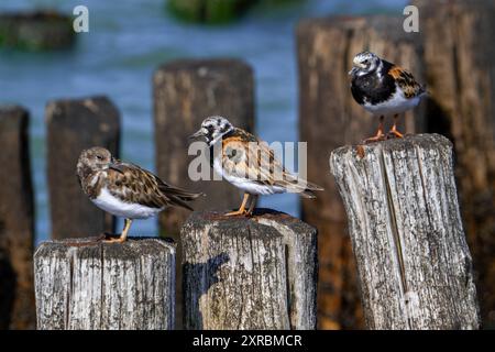 Pietre girevoli ruvide (Arenaria interpres) giovani e due adulti in piumaggio riproduttivo che riposano su frangiflutti di legno durante l'alta marea in estate Foto Stock