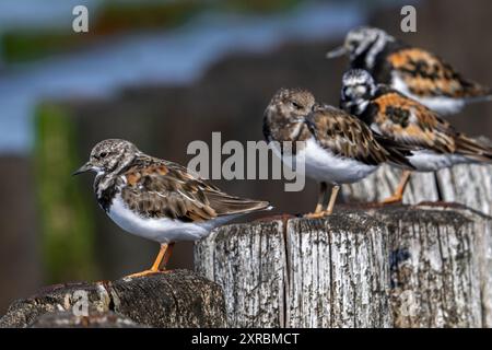 Ruddy Turnstones (Arenaria interpres) due giovani e adulti in piumaggio riproduttivo che riposano su frangiflutti di legno durante l'alta marea in estate Foto Stock