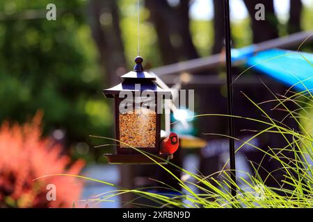 Cardinale settentrionale maschio sull'allevamento di uccelli Long Island New York Foto Stock