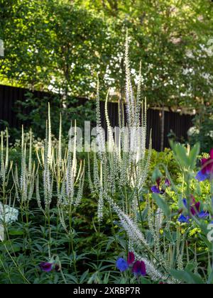 Le alte guglie bianche della pianta Veronicastrum virginicum 'album' che creano struttura in un bordo del giardino contro una recinzione scura in luce solare opaca Foto Stock