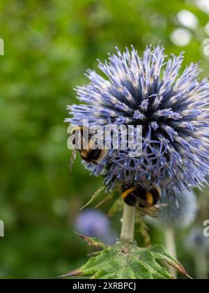 Fiori di echinops ricchi di nettare (Globe Thistle) con api che si nutrono di loro da vicino Foto Stock
