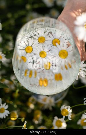 Daisy Petals. Raccolta di erbe medicinali. Tè di camomilla, benefici per la salute. Foto di alta qualità Foto Stock