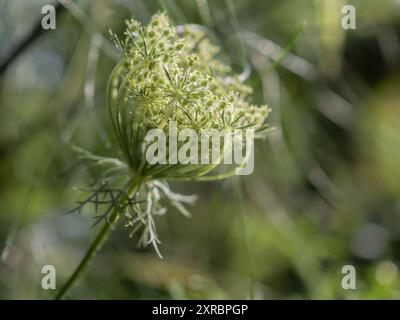 Fiore di carota selvatica (Daucus carota), un fiore selvatico autoctono che va a semina e diventa un'attraente testa di semina da vicino su uno sfondo sfocato Foto Stock