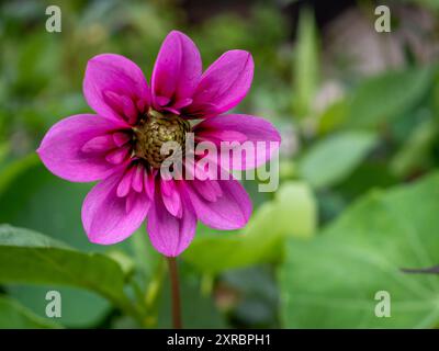 Dahlia 'Skyfall' fiore in primo piano in un paesaggio con spazio copia Foto Stock