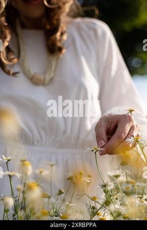 Daisy Petals. Raccolta di erbe medicinali. Tè di camomilla, benefici per la salute Foto Stock