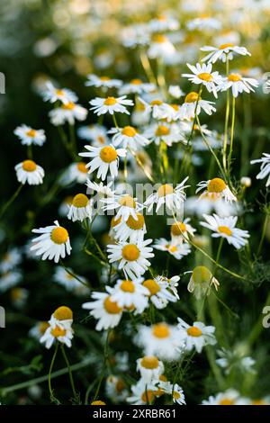 Daisy Petals. Raccolta di erbe medicinali. Tè di camomilla, benefici per la salute Foto Stock