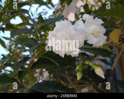 Il bellissimo fiore di gelsomino arabo in giardino Foto Stock