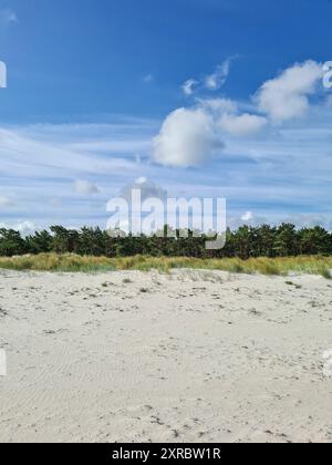 Vista sulla spiaggia sabbiosa e sulle dune della foresta di Darßwald sullo sfondo in una giornata d'estate con un cielo blu nella località balneare baltica di Prerow, Meclemburgo-Vorpommern, Germania Foto Stock