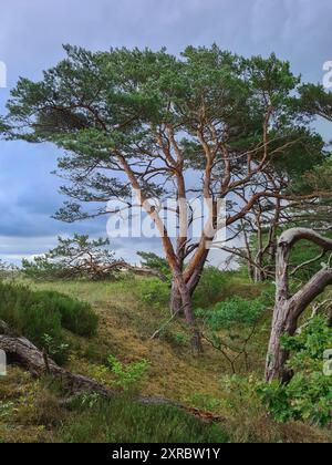 Il pino è un albero tipico della riserva naturale sul Mar Baltico, località di villeggiatura e località balneare di Prerow, Fischland Darß, Meclemburgo-Pomerania occidentale, Germania Foto Stock