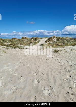 Attraversando la spiaggia attraverso le dune fino al mare in una giornata estiva in agosto, cielo blu nella località balneare baltica di Prerow, Meclemburgo-Pomera occidentale Foto Stock