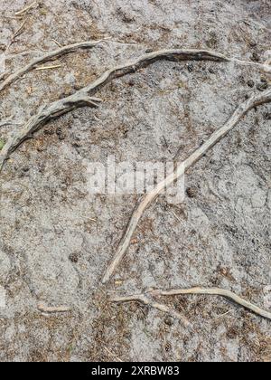 Terreno boschivo di sabbia secca con frutti di pino essiccati e radici di alberi nella località turistica e balneare baltica di Prerow, Fischland Darß, Meclemburgo-Vorpommern, Germania Foto Stock