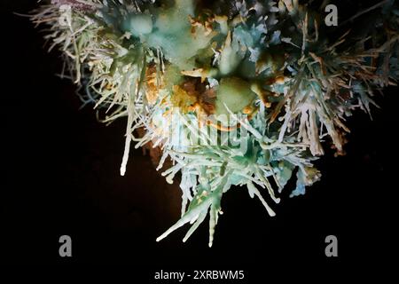 Grotte de l'Asperge nel dipartimento di Herault, Francia Foto Stock