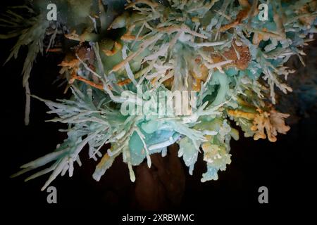 Grotte de l'Asperge nel dipartimento di Herault, Francia Foto Stock