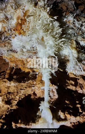 Grotte de l'Asperge nel dipartimento di Herault, Francia Foto Stock