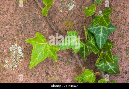 edera comune (Hedera Helix) che sale su un muro di pietra, primo piano Foto Stock