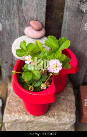 Pianta di fragole, decorativamente sistemata con flotsam e jetsam, pietre impilate Foto Stock