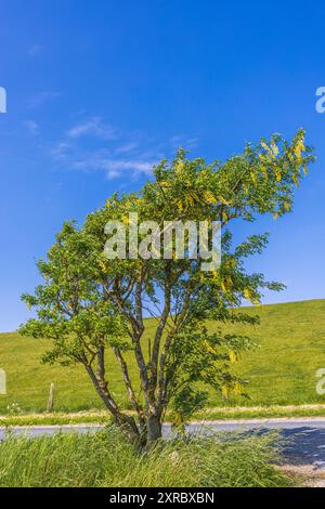 Laburnum comune "Yellow Rocket" contro un cielo blu Foto Stock