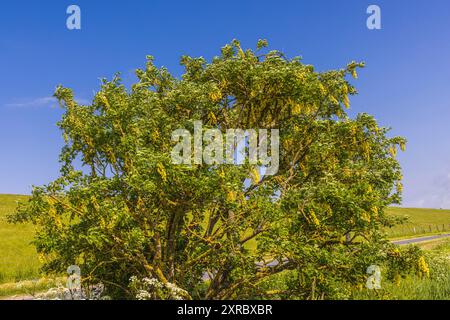 Laburnum comune "Yellow Rocket" contro un cielo blu Foto Stock