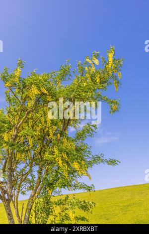 Laburnum comune "Yellow Rocket" contro un cielo blu Foto Stock