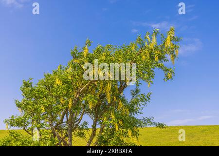 Laburnum comune "Yellow Rocket" contro un cielo blu Foto Stock