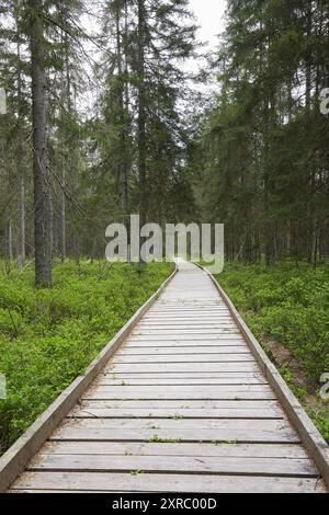 Sentiero in legno attraverso la foresta. Foto Stock