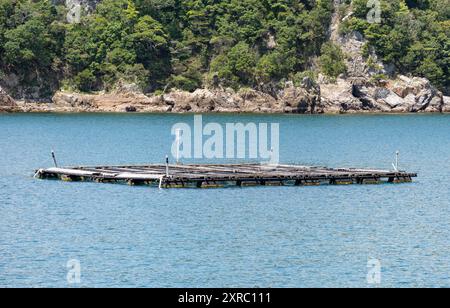 Acquacoltura di penne marine a Nachikatsuura in Giappone. L'acquacoltura dei delfini del porto di Taiji Foto Stock