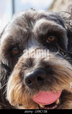 Inghilterra, Kent, Broadstairs, primo piano Ritratto di cane con palla in bocca Foto Stock