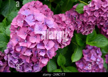 Gocce di pioggia sui bellissimi fiori di Ortensia. Foto Stock