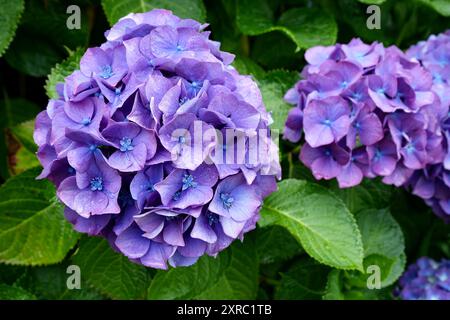 Gocce di pioggia su splendidi fiori di Ortensia blu con foglie verdi. Hydrangea Macrophylla. Foto Stock