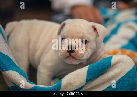 Piccolo cucciolo di bulldog bianco che gioca all'interno su un asciugamano bianco e blu Foto Stock