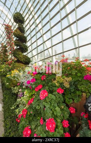 Asia, Singapore, Gardens by the Bay, Flowers in Bloom Inside the Flower Dome Foto Stock