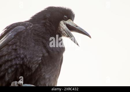 Rook macchiato in boschi e terreni agricoli di Europa e Asia. Si nutre di insetti, semi e piccoli animali. Si trova comunemente in un paesaggio aperto e semi-aperto Foto Stock