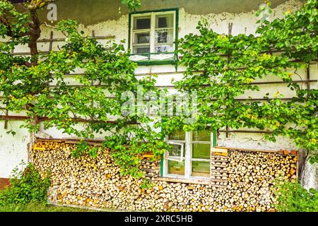 Alberi di Trellis sulla parete bianca di un agriturismo in Tirolo Foto Stock