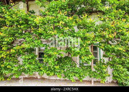Alberi di Trellis sulla parete bianca di un agriturismo in Tirolo Foto Stock