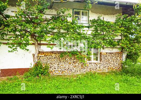 Alberi di Trellis sulla parete bianca di un agriturismo in Tirolo Foto Stock