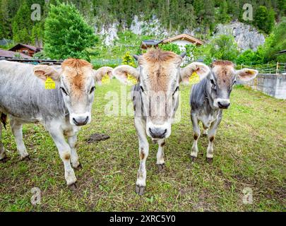 Curioso bestiame grigio nella valle di Leutasch, Tirolo, Austria Foto Stock