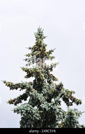 Questa immagine cattura la cima di un albero sempreverde, probabilmente un abete rosso blu, con un fitto fogliame e numerosi coni di pino che adornano i suoi rami. L'albero è g Foto Stock