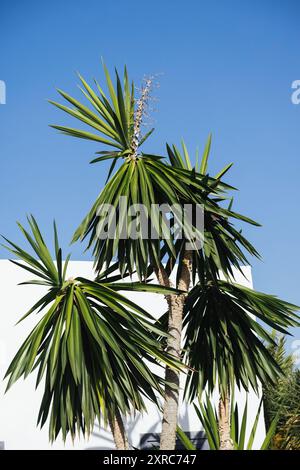 Grande palma yucca di fronte ad un edificio dipinto di bianco a Lanzarote, Isole Canarie Foto Stock