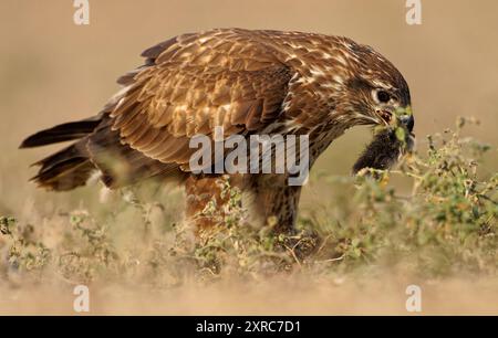 Buzzardo comune (Buteo buteo) con prede, Catalogna, Pirenei, Spagna Foto Stock