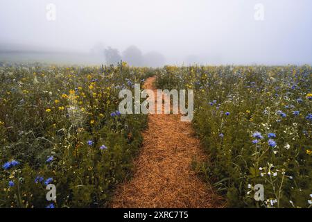 Sentiero escursionistico attraverso il prato fiorito di Frau Holles nel villaggio papavero di Germerode in una nebbiosa mattinata d'estate. Distretto di Werra-Meißner, Assia, Germania Foto Stock