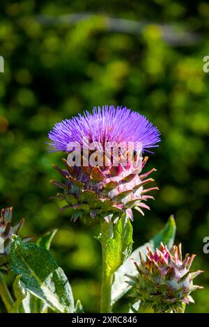 Carciofo selvatico (Cynara cardunculus) Foto Stock