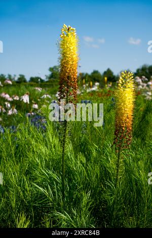 Candela nel deserto (Eremurus) Foto Stock