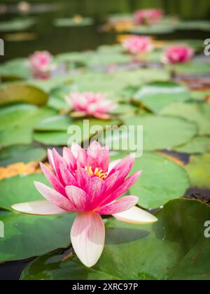Piante d'acqua, ninfee rosa Foto Stock