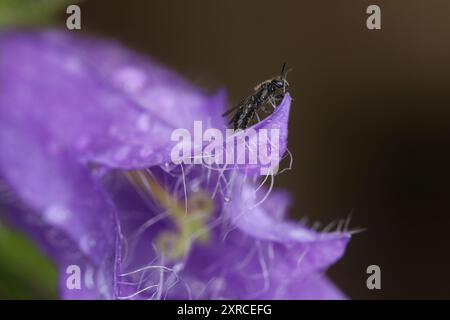 Falegname di campanello (Chelostoma campanularum) su fiore di ortica (Campanula trachelium) Foto Stock