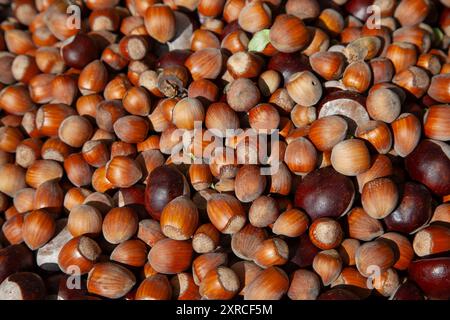 Molte nocciole e castagne marroni mature fresche giacciono alla luce del sole Foto Stock