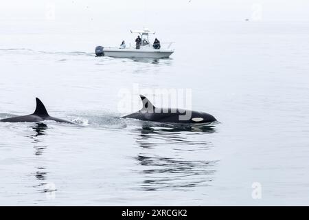Monterey Bay, California - 28 agosto 2022: Killer Whales, Orcinus orca, superficie e gioco come avvistatori di balene, turisti e scienziati guardare da una barca Foto Stock