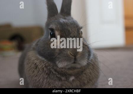 Da vicino e soffice: Un coniglietto curioso con occhi grandi e pieni di anima e morbida pelliccia marrone. Foto Stock